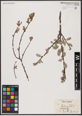 Foto von Salix aurita L.